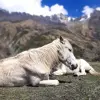 Annapurna Circuit trekking